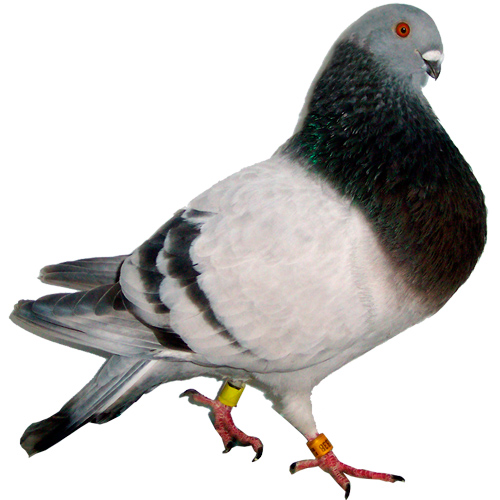 Buchon Balear