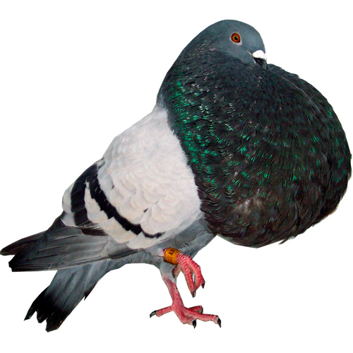 Buchon Gaditano
