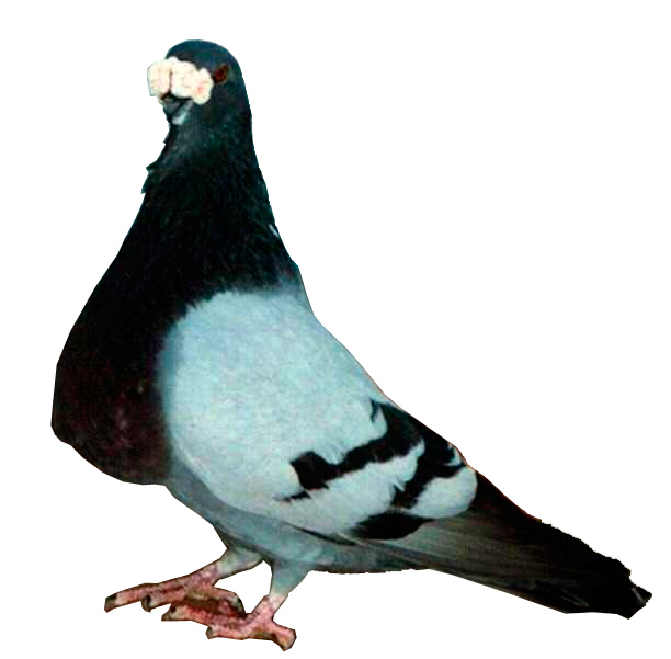 Buchón Gorguero