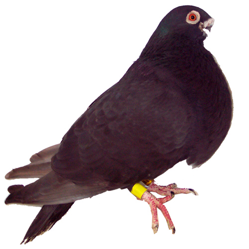 Buchon Rafeño