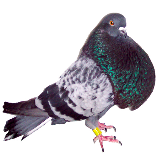 Buchon Veleño